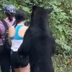 #Video: Jóvenes se encuentran un oso en parque de Nuevo León
