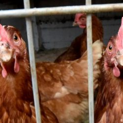 Sacrificarán a miles de pollos en Europa y Japón por nuevo brote de la gripe aviar