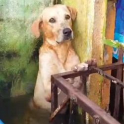 Marina adopta a perro rescatado en inundación en Tabasco (video)